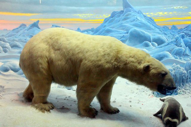 Polar Bear display at AMNH